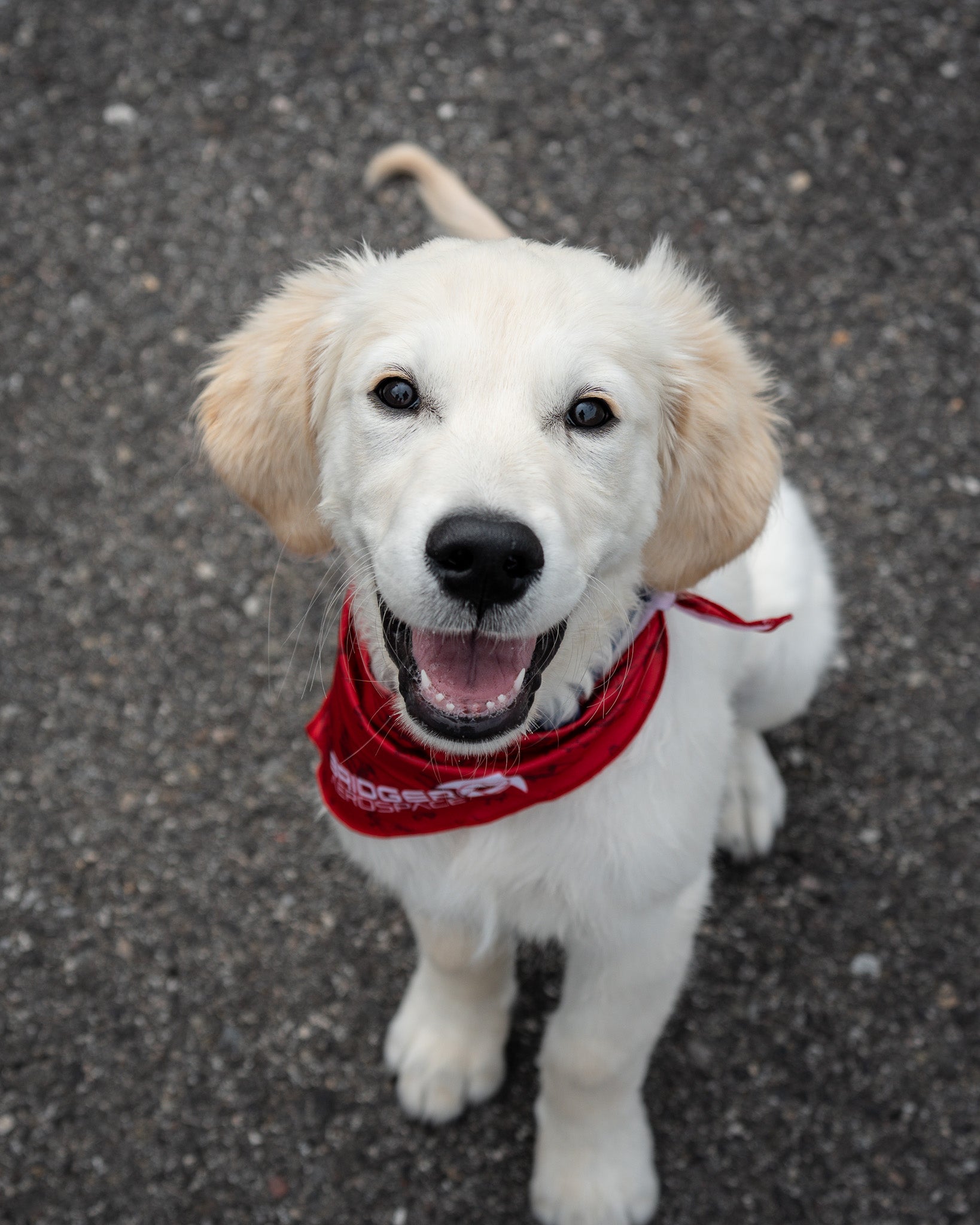 Bridger Aerospace Fleet Dog Bandana