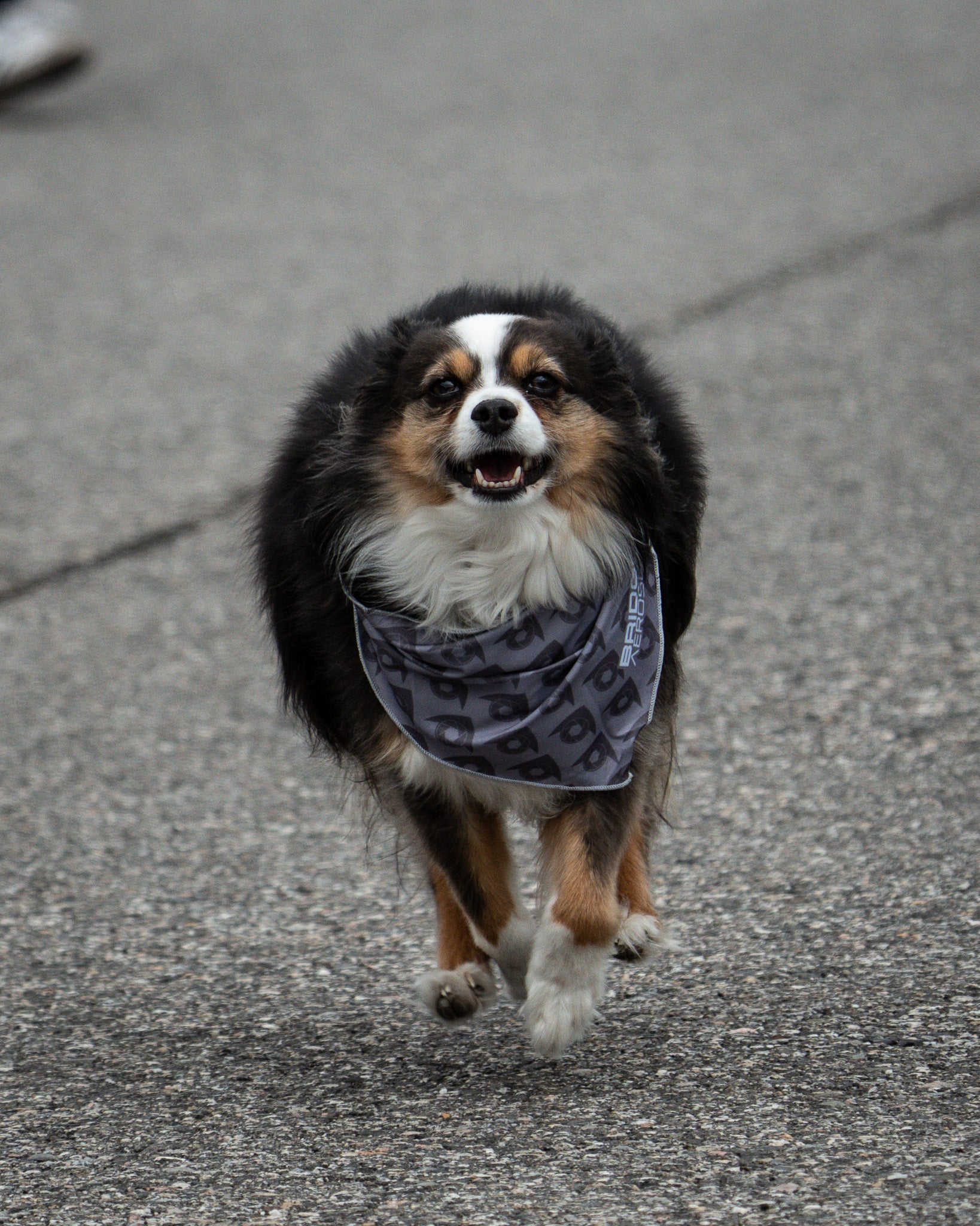 Bridger Aerospace Logo Dog Bandana