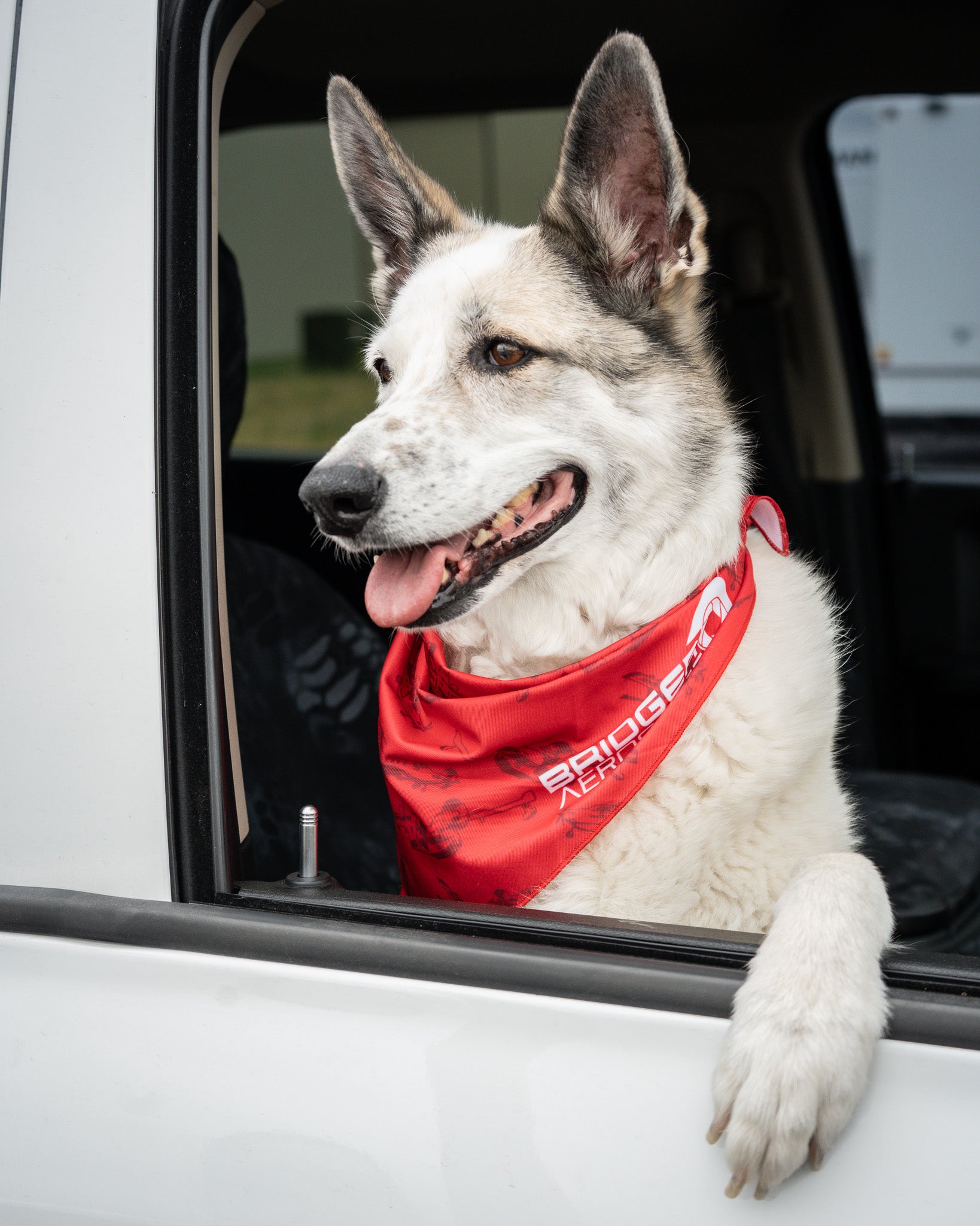 Bridger Aerospace Fleet Dog Bandana