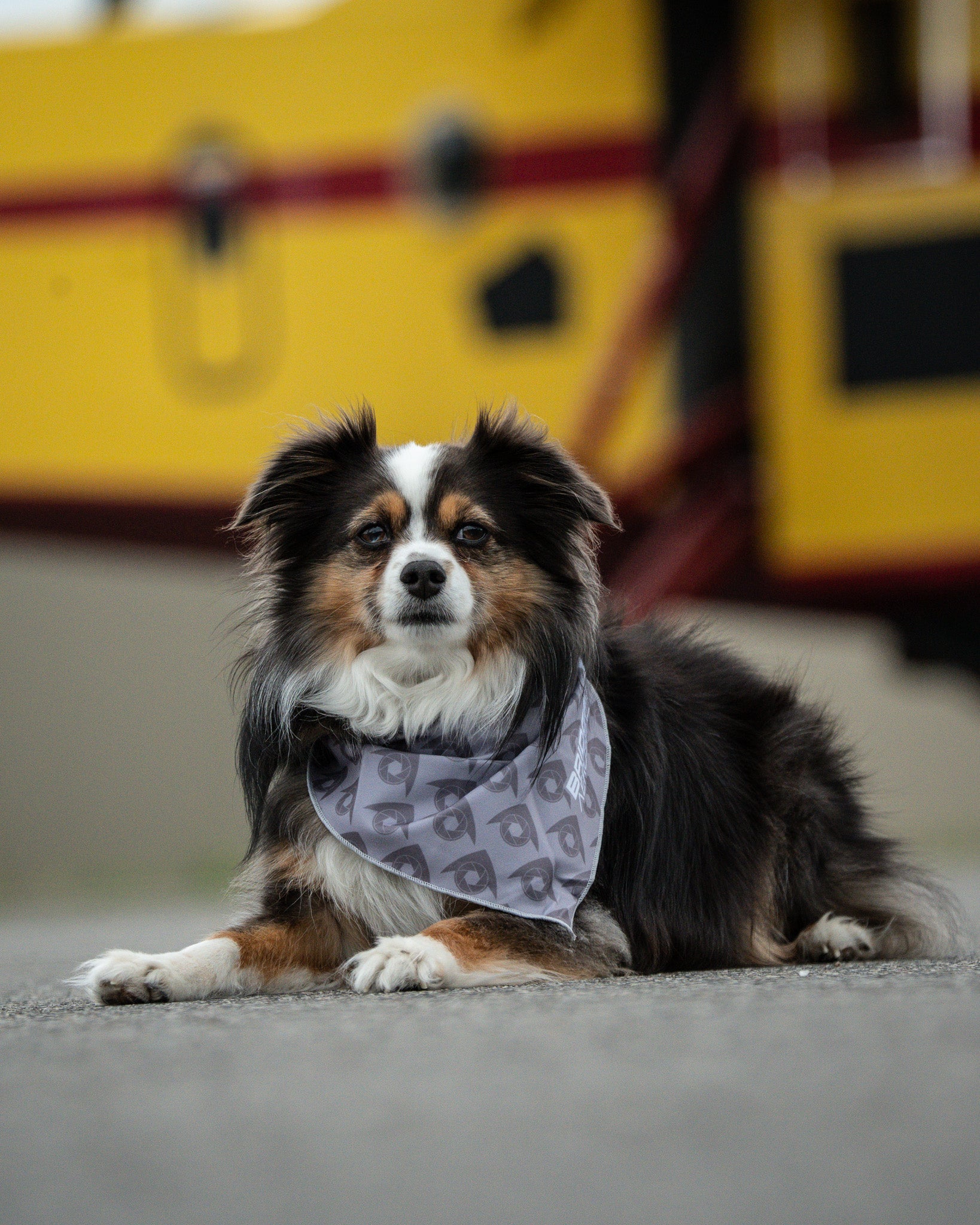 Bridger Aerospace Logo Dog Bandana