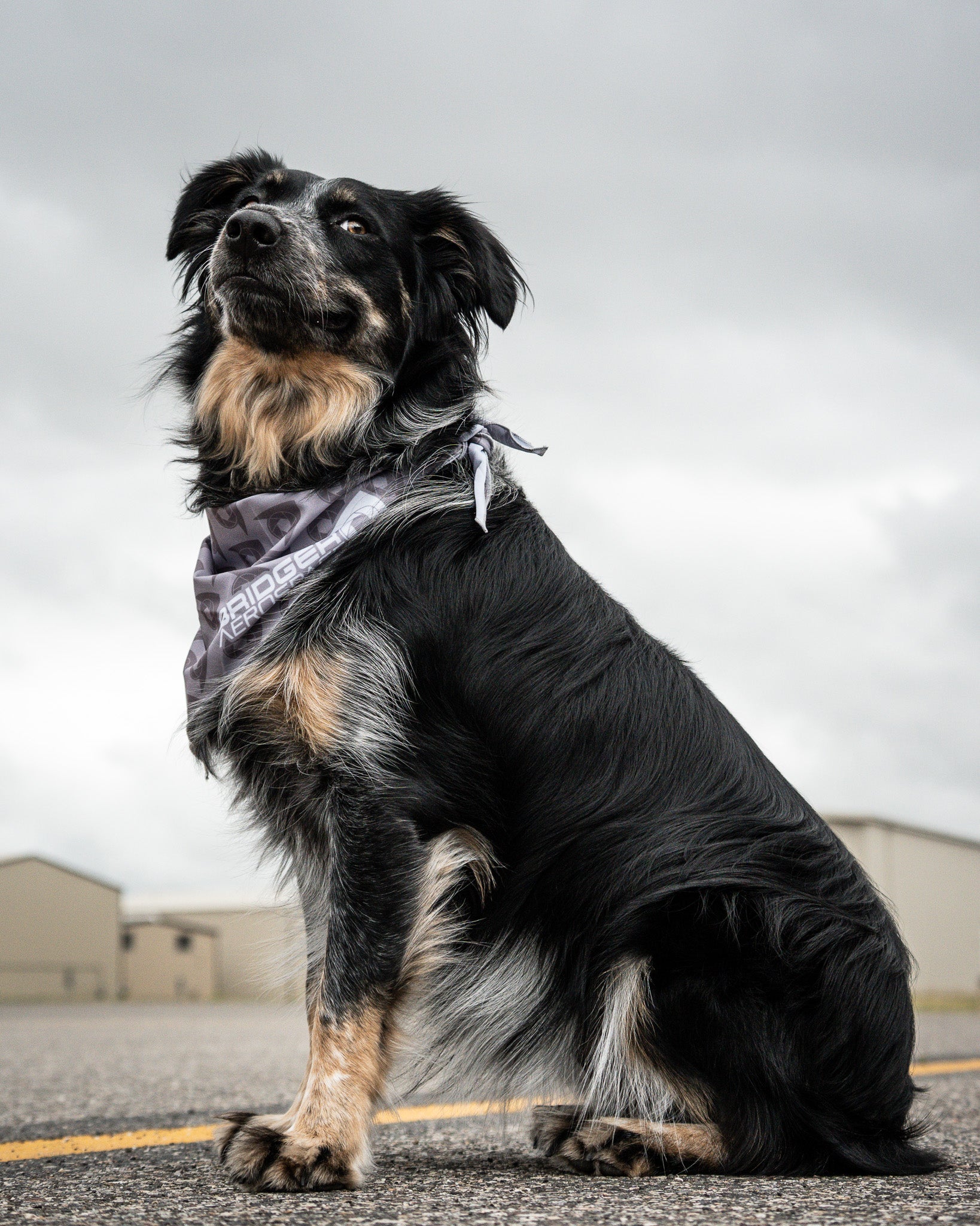 Bridger Aerospace Logo Dog Bandana