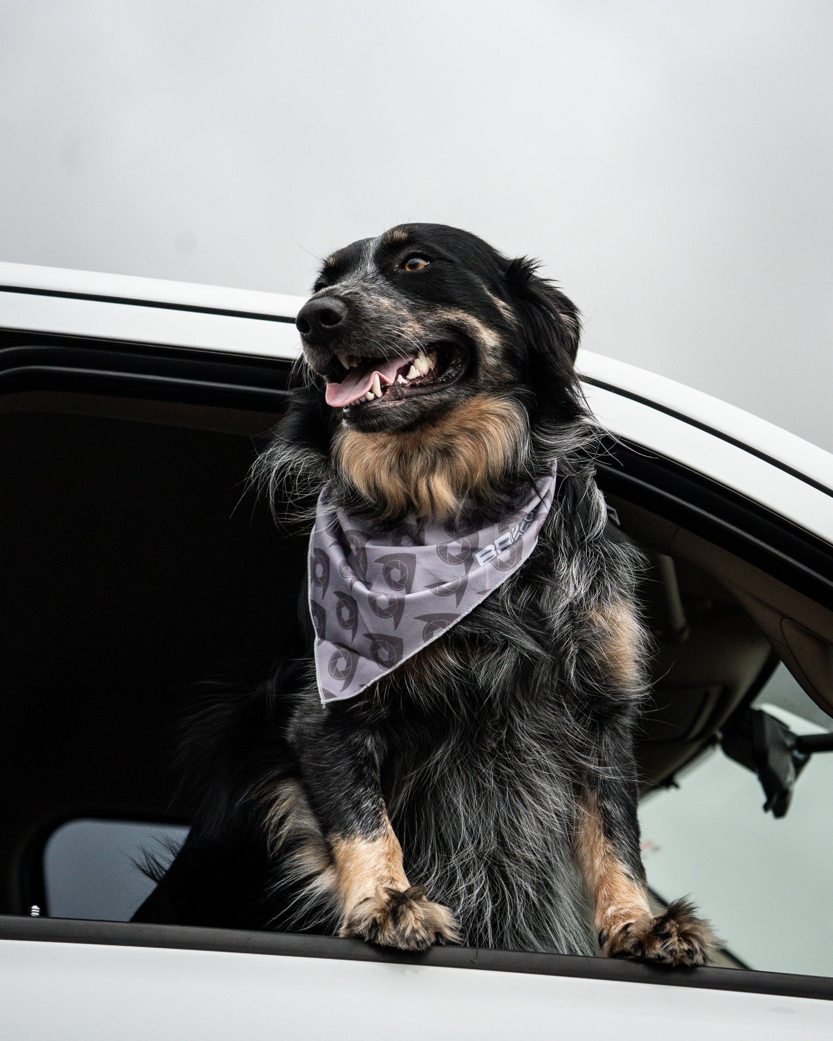 Bridger Aerospace Logo Dog Bandana